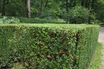 Beautiful green boxwood hedge outdoors. Landscape design