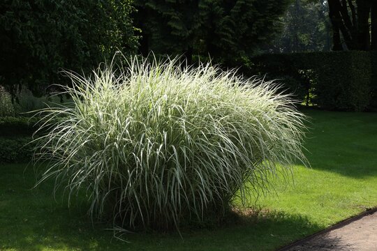 Beautiful perennial miscanthus plant growing in garden