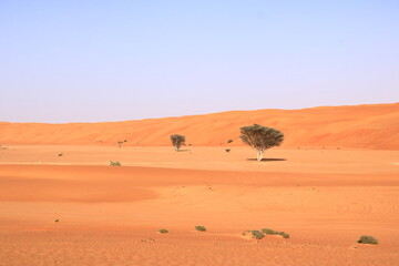 Fototapeta na wymiar Sand dunes and desert plants the Wahiba Sands, a beautiful desert in Oman
