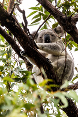 Koala sits in Eucalyptus tree on Magnetic Island, Australia