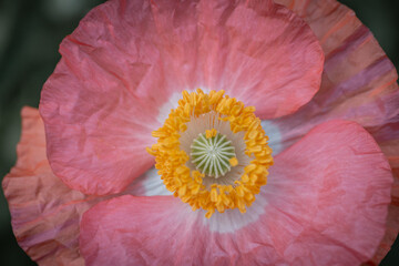 Poppy with soft pink petals