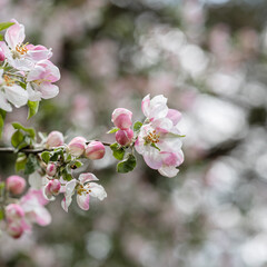 Soft pink apple blossoms in spring