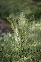 Garden fern in the spring in the background of a green garden