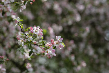 Soft pink apple blossoms in spring