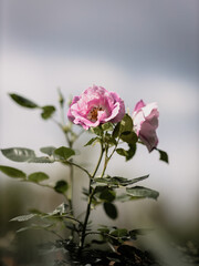 Pink rose with dew drops on the petals