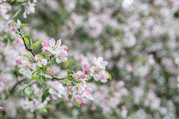 Soft pink apple blossoms in spring