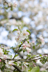 Soft pink apple blossoms in spring