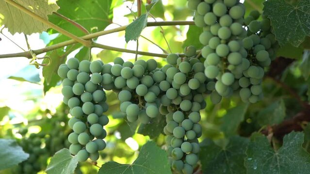 Green grapevines in sunlight, unripe grape bunches hanging on branches in vineyard, cultivation of grape fruits for white wine production. Viticulture concept