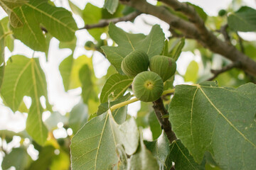 close up of fresh figs in the tree