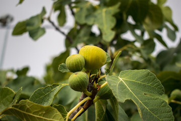 close up of fresh figs in the tree