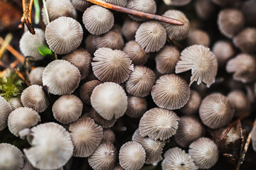 Close-up of small light brown mushrooms