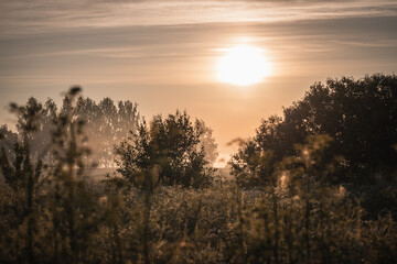 Sunrise shining over the treetops in a wheat field