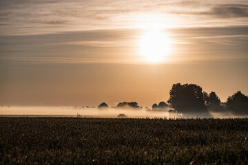 Fototapeta na wymiar Wheat field in morning fog during sunrise