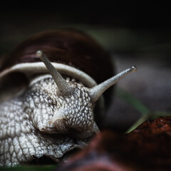 Wine snail close-up on a dark background