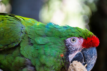 Amazona viridigenalis, a portrait red-fronted parrot, posing and biting, beautiful bird with green...