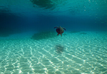 Naklejka premium underwater scene , sea life , coral reef , fish , caribbean sea