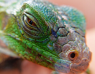 iguana a beautiful reptile of the tropics