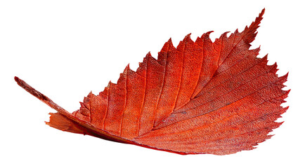 Isolated dark red elm tree tree leaf - obrazy, fototapety, plakaty