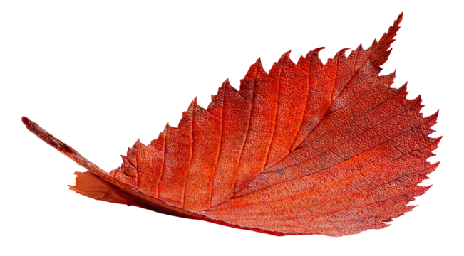 Isolated dark red elm tree tree leaf