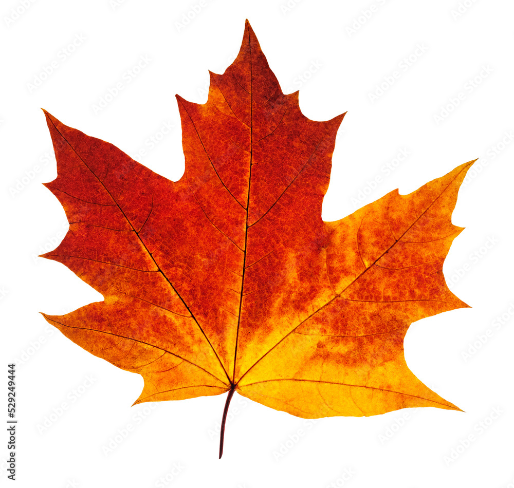 Wall mural colorful autumn maple leaf cut out