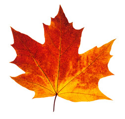 Colorful autumn maple leaf cut out - obrazy, fototapety, plakaty