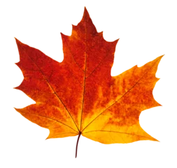  Colorful autumn maple leaf cut out © ChaoticDesignStudio