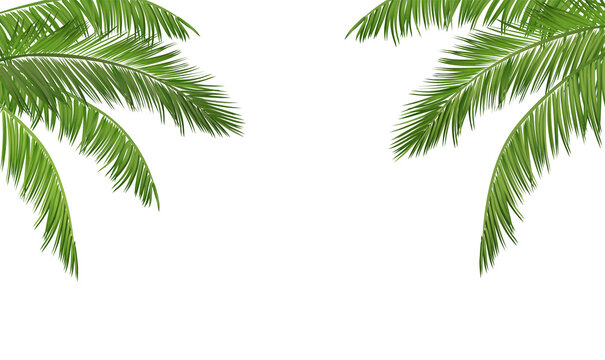 Green palm leaves border isolated on transparent background