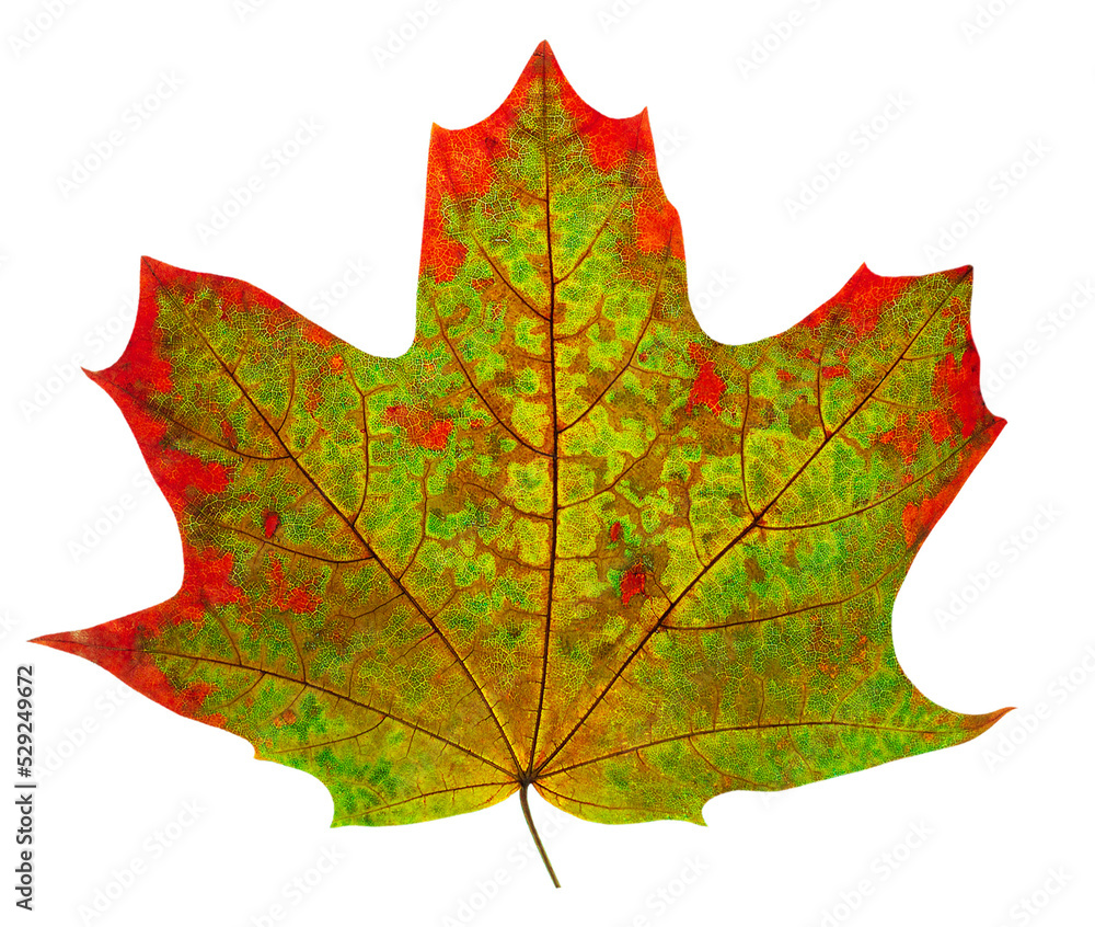 Wall mural isolated green red autumn maple tree leaf