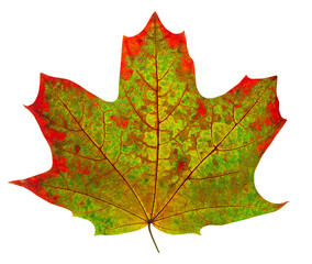 Isolated green red autumn maple tree leaf