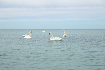 The family of wild swans in the baltic sea on water  - 529249675