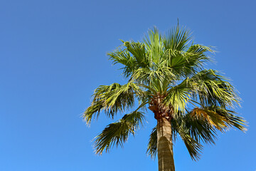 Fototapeta premium Palm tree isolated against a clear blue sky. No people. Copy space.