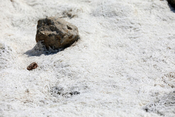 White deposits on the coast in Bretagne Brittany