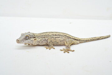 lizard on the ground