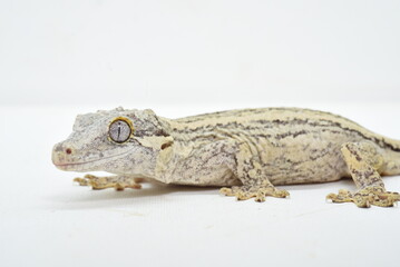 bearded dragon lizard