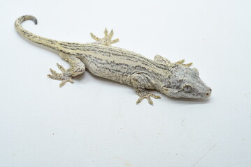 bearded dragon lizard