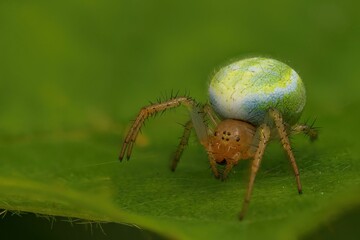 Macro shot of cucumber green spider (araniella cucurbitina) - Powered by Adobe