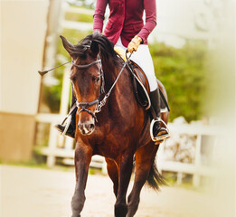 A beautiful bay horse with a rider in the saddle walks near the white fence of the arena on a...