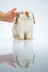 beautiful white bunny shows tongue when stroked on the head, in front of a white background