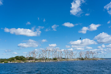 Great Cormorant (Phalacrocorax carbo) colony