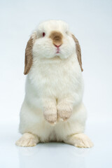 Fototapeta na wymiar beautiful white rabbit sits on a white background