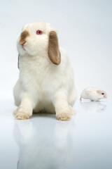 Fototapeta na wymiar beautiful white rabbit and hamster sitting on a white background