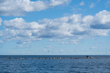 Great Cormorant (Phalacrocorax carbo) colony