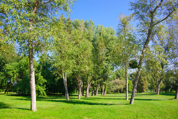 View of green trees in a clearing with green grass.