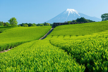 Tea farm with Fuji mountain in background