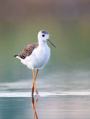 Portrait of Black-winged Stilt he walks in the water looking for his food.