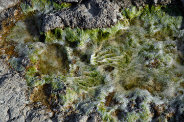Algae on sea stones, the sea is blooming - 529252621