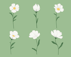 Flower floral illustration.