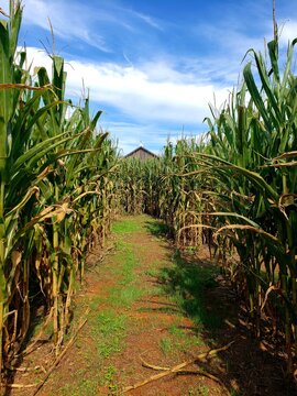 Path In Cornfield