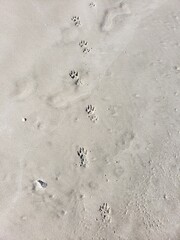 paws in the sand