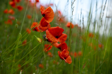 poppies in a field of red and green - 529253444